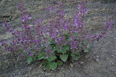 Salvia beckeri