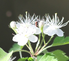 Pelonides quadripunctata