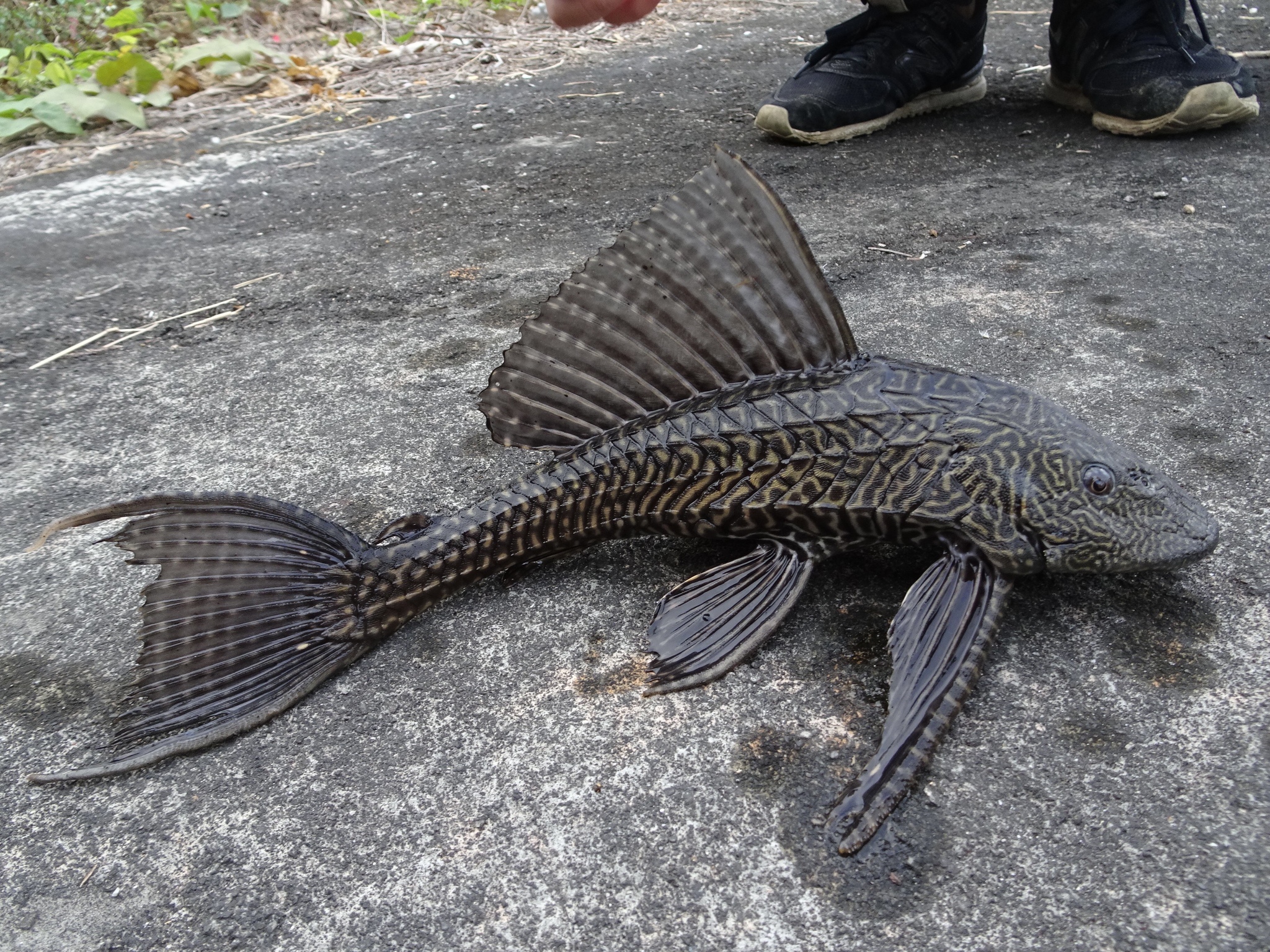 A New Species Of Armored Catfish Of The Genus XJCC