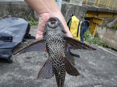Vermiculated Sailfin Catfish photo 4