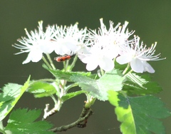 Pelonides quadripunctata
