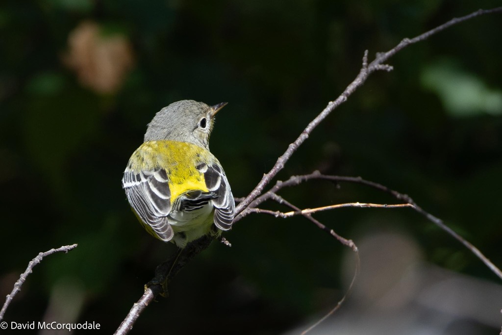 Magnolia Warbler from Prince Edward Island, Canada on August 23, 2023 ...