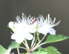 Pelonides quadripunctata