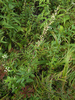 Artemisia integrifolia - Photo (c) V.S. Volkotrub, some rights reserved (CC BY-NC), uploaded by V.S. Volkotrub
