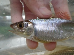 Opsariichthys evolans