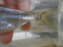 Opsariichthys evolans