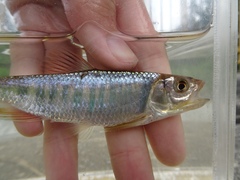 Opsariichthys evolans