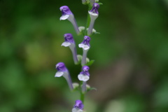 Scutellaria altissima