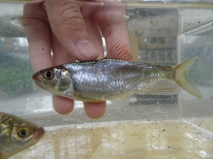 Opsariichthys evolans