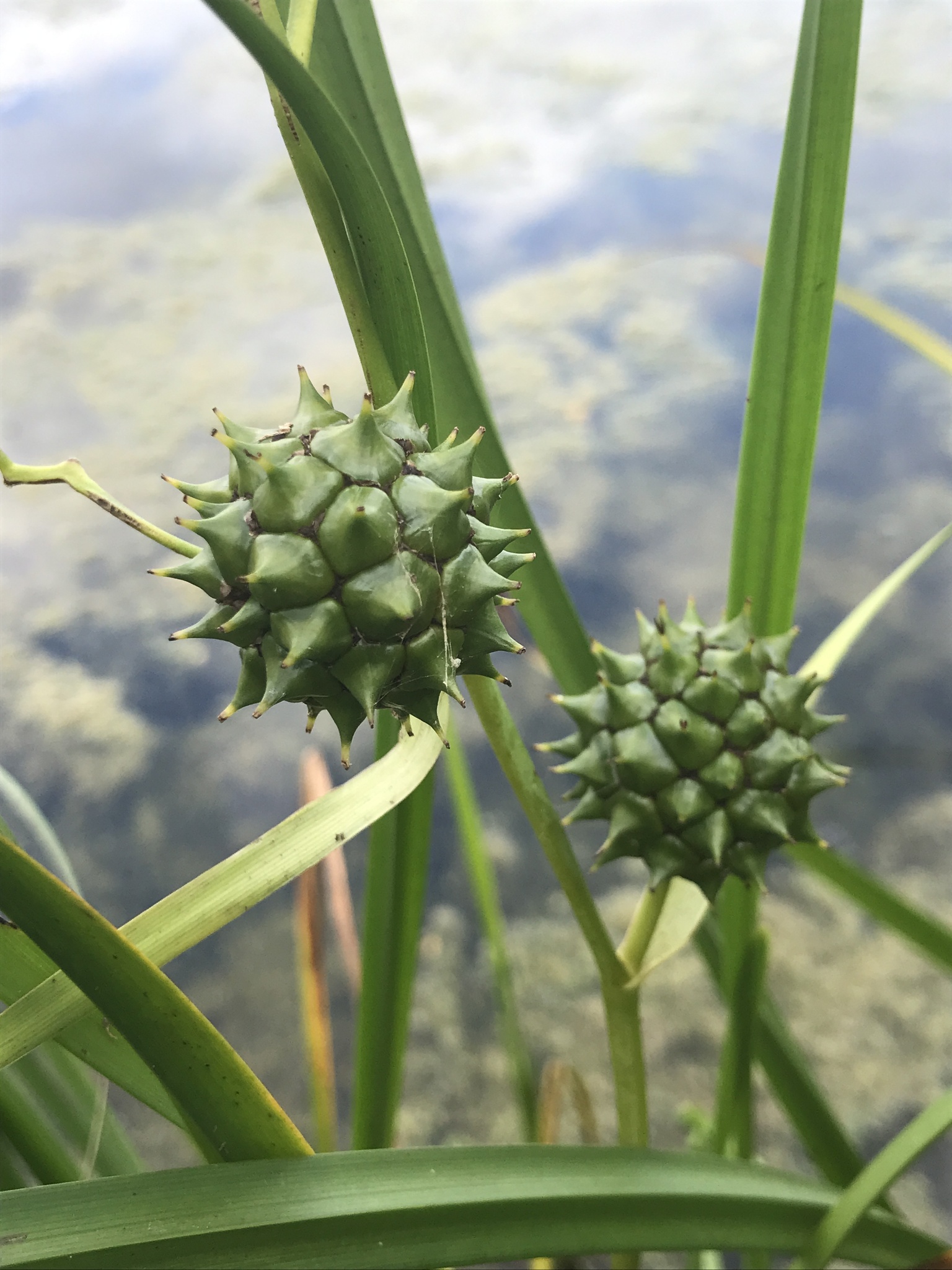 Sparganium eurycarpum