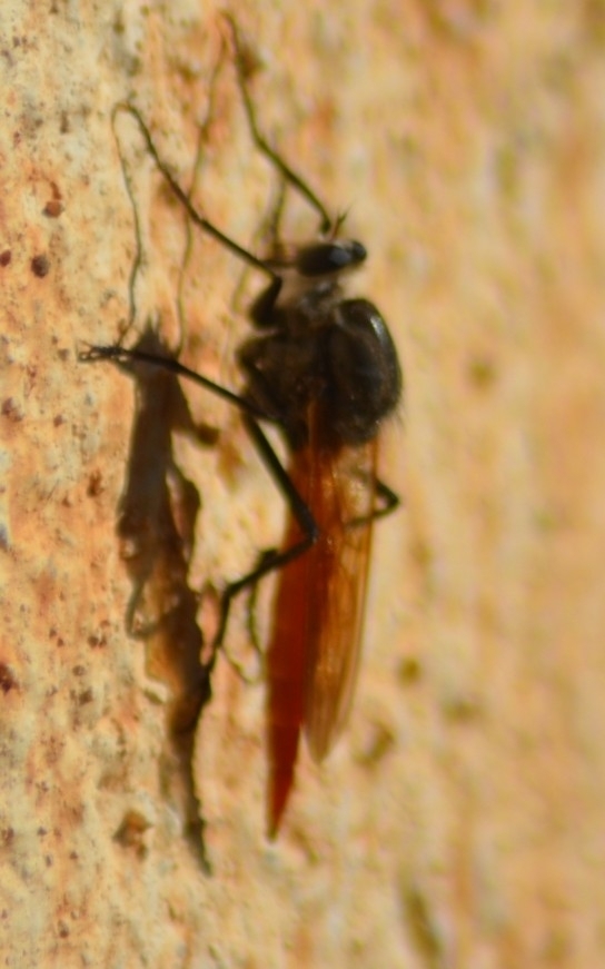 Eccoptopus longitarsis