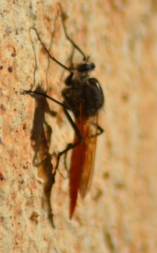 Eccoptopus longitarsis