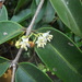 Mouriri cearensis - Photo (c) Lucas C. Marinho, some rights reserved (CC BY-NC), uploaded by Lucas C. Marinho