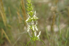 Stachys atherocalyx