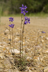 Campanula aurita