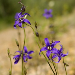 Campanula aurita