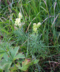 Aconitum anthora