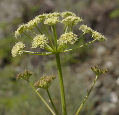 Cnidium cnidiifolium