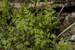 Cnidium cnidiifolium