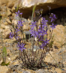 Campanula aurita