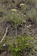 Cnidium cnidiifolium