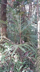 Dypsis concinna