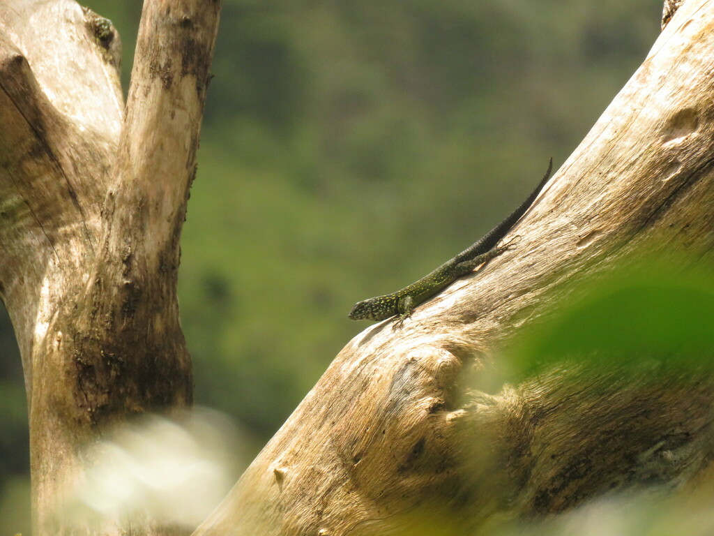 Stenocercus nigrocaudatus