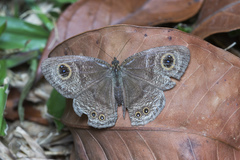 Ypthima horsfieldii humei
