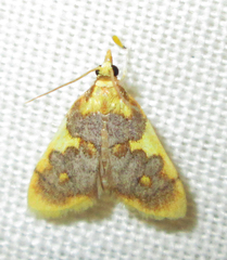 Sameodesma xanthocraspia