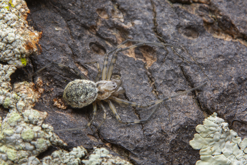 Coin Spiders from Mandai Rd Track 7, Singapore on February 17, 2019 at