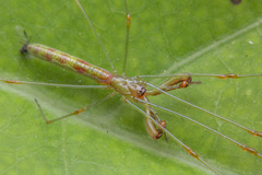 Tetragnatha hasselti
