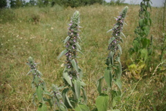 Stachys balansae