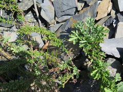 Artemisia littoricola