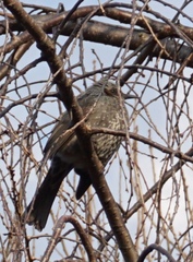 Hypsipetes amaurotis