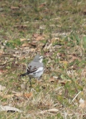 Motacilla alba lugens