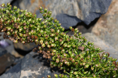 Artemisia littoricola