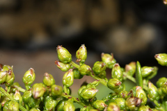 Artemisia littoricola