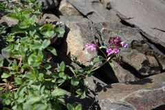 Thymus caucasicus