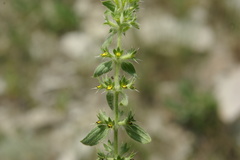 Sideritis montana