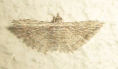 Alucitidae