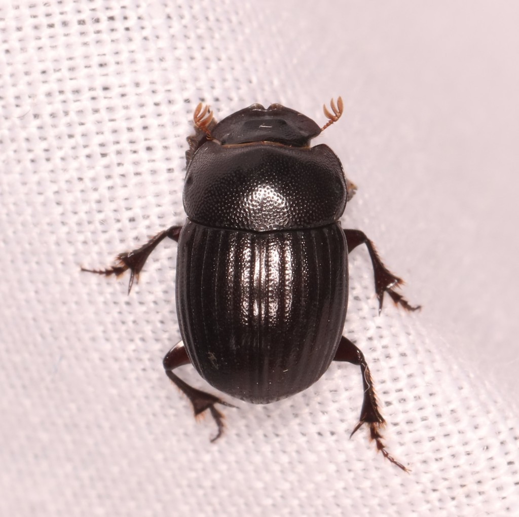 Litocopris