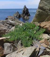 Artemisia littoricola