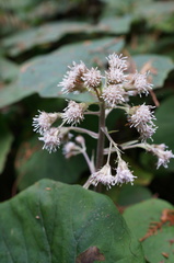 Petasites formosanus