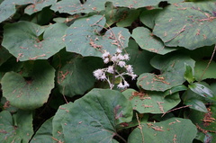 Petasites formosanus