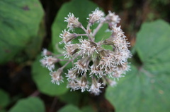 Petasites formosanus