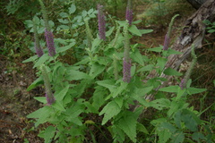Teucrium hircanicum