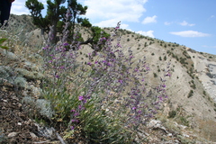 Teucrium canum