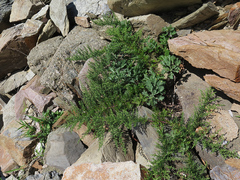 Artemisia littoricola