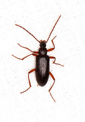 Praeugenini