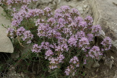 Thymus daghestanicus